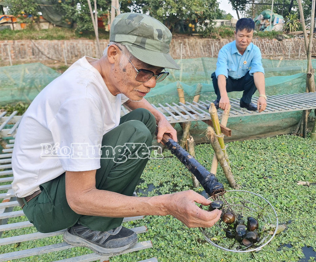 CCB Phạm Văn Cải kiểm tra sức khỏe và tình hình sinh trưởng của ốc bươu.