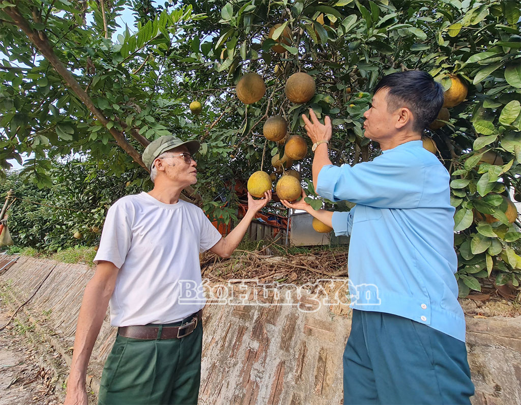 Ngoài thu nhập từ nuôi ốc, vườn cây ăn quả mỗi năm cho CCB Phạm Văn Cải thêm 20 triệu đồng.