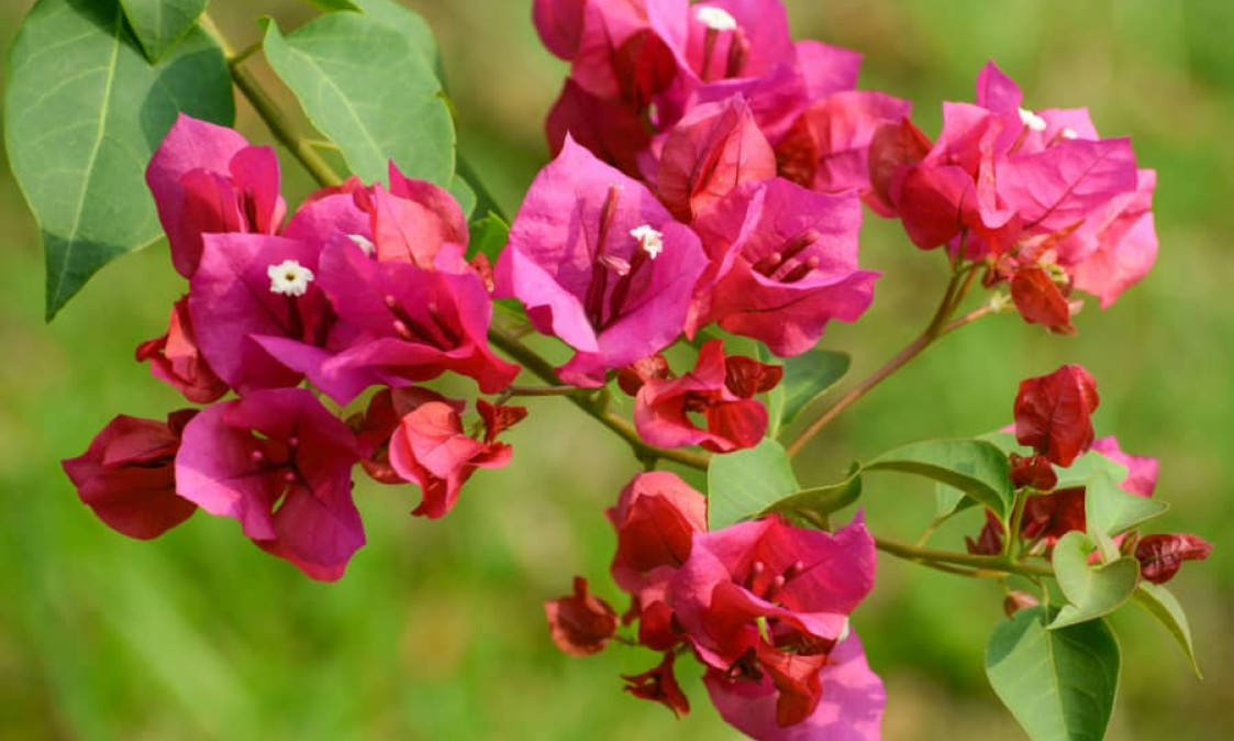 Hương sắc muộn m&ugrave;a