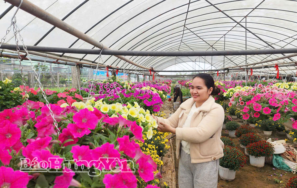 Dạ yến thảo được nhiều gia đình lựa chọn mua về chơi Tết.