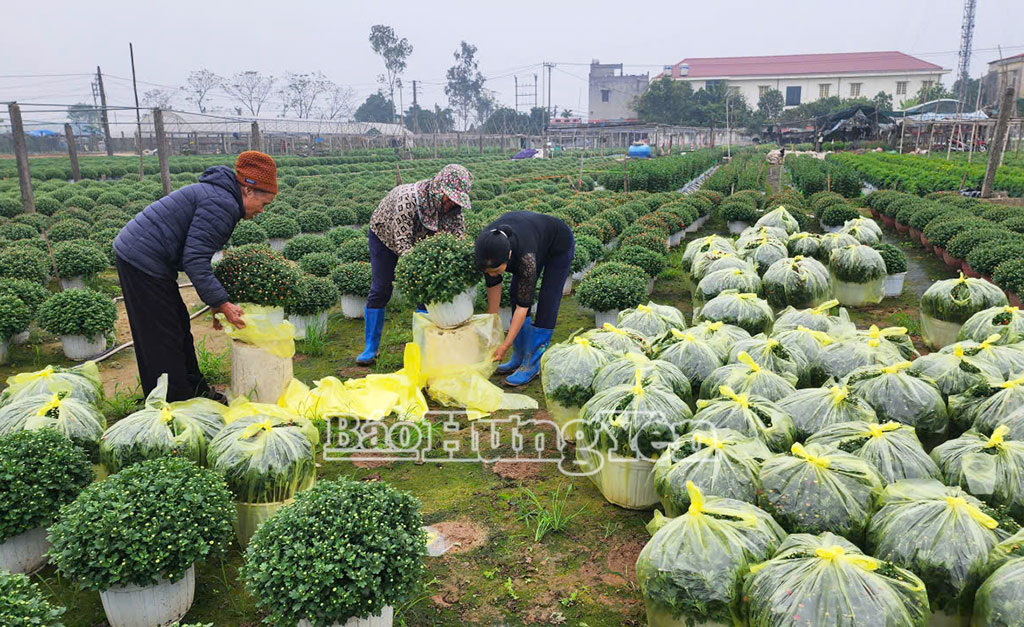 Cúc mâm xôi được khách hàng ở thành phố Hải Phòng và các tỉnh Nghệ An, Quảng Ninh ưa chuộng.