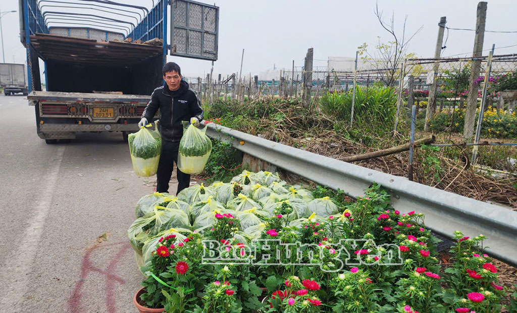 Thương lái ở nhiều tỉnh, thành phố về làng hoa Vũ Chính mua hoa..