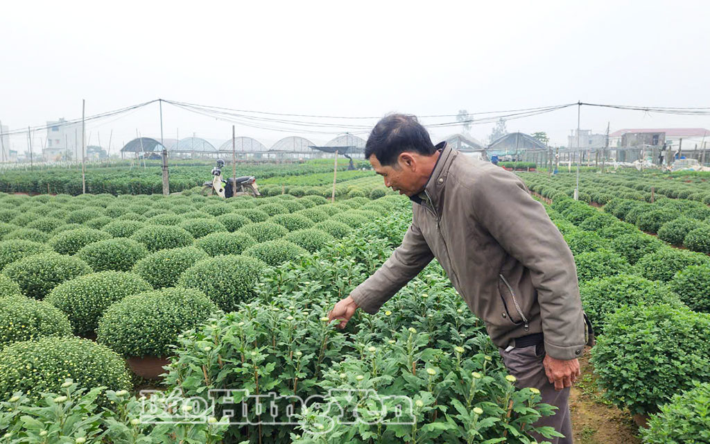 Chủ vườn ngắt bỏ bớt những nụ hoa nhỏ chuẩn bị xuất bán vào những ngày giáp Tết.