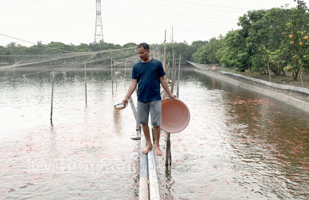 Mô hình nuôi cá chép đỏ phục vụ thị trường Tết ông Công, ông Táo của nông dân xã Hồng Quang.