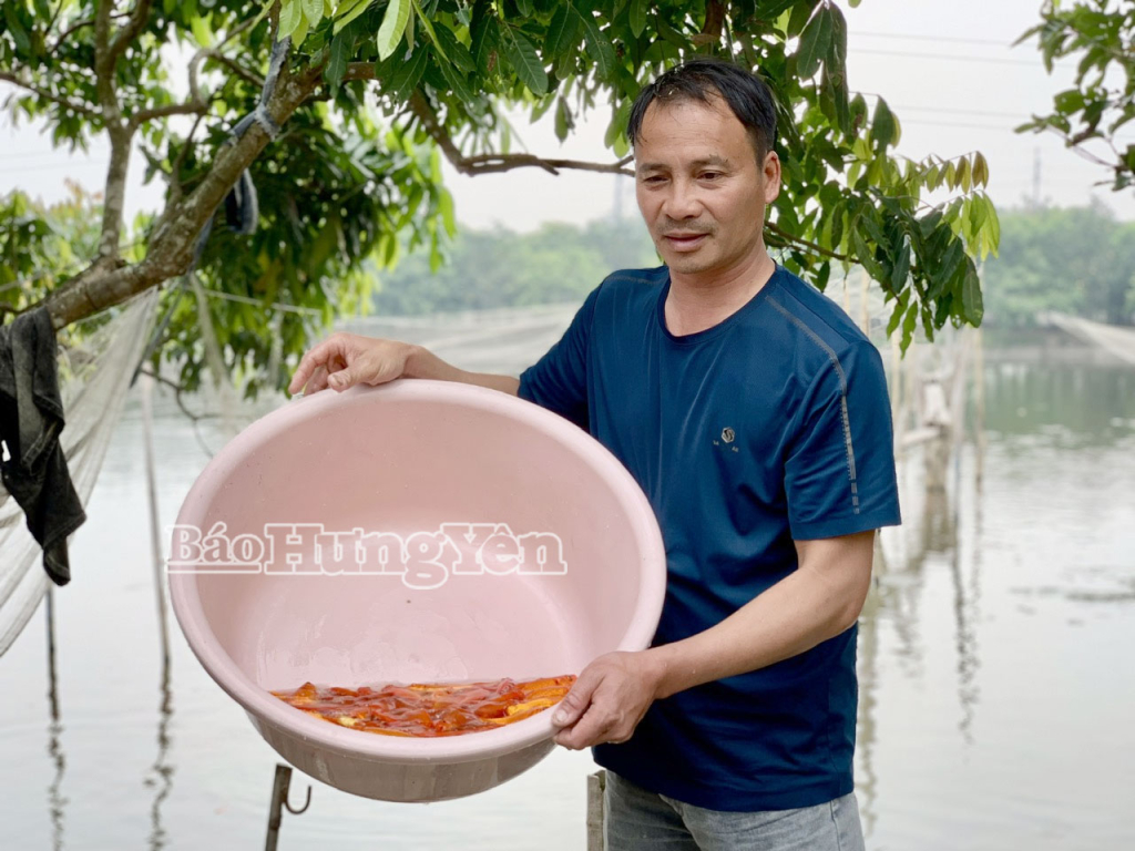 Từ ngày 13 đến 20 tháng Chạp là thời điểm các hộ dân thu hoạch cá chép đỏ để kịp xuất bán phục vụ thị trường dịp Tết ông Công, ông Táo.