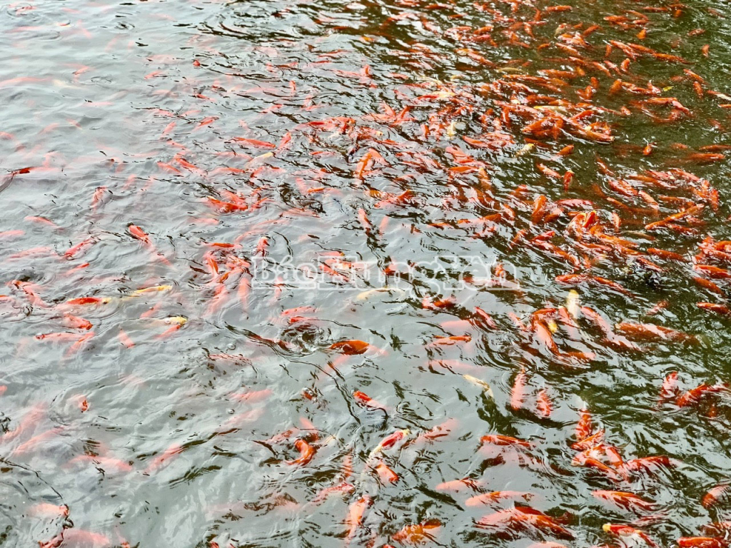 Nghề nuôi cá chép đỏ không chỉ mang lại giá trị kinh tế, mà còn góp phần gìn giữ nét đẹp văn hóa truyền thống của dân tộc.