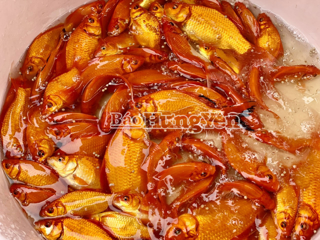 Theo quan niệm dân gian của người Việt, cá chép là “phương tiện” để ông Công, ông Táo về chầu trời, báo cáo với Ngọc Hoàng những việc lớn nhỏ của gia đình, dưới hạ giới trong suốt một năm.