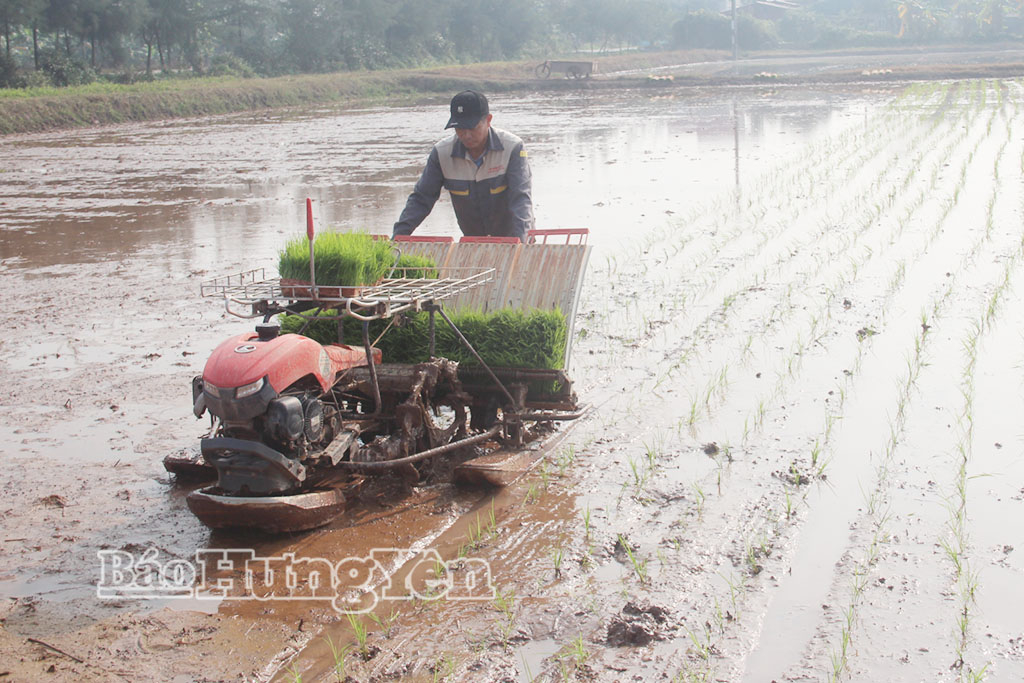 Nông dân xã Quỳnh An đưa cơ giới hóa đẩy nhanh tiến độ gieo cấy lúa xuân.