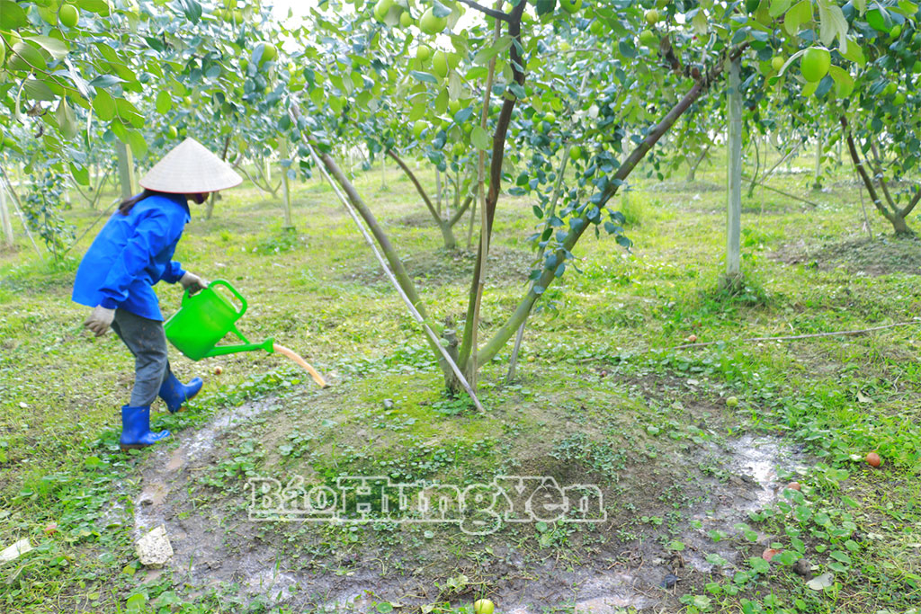 Sau mỗi lần thu hoạch, HTX DVNN Trọng Quan sẽ tưới lân, kali bổ sung dinh dưỡng cho cây nuôi quả.