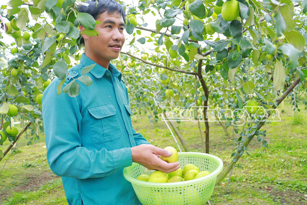 Vườn táo lê Đài Loan vào vụ thu hoạch, cung không đủ cầu.