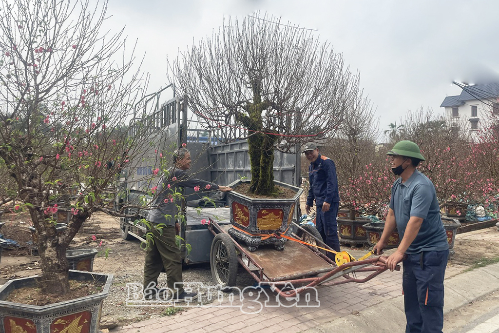 Gia đình chị Phùng Thị Tuyết vận chuyển đào phục vụ khách hàng. 