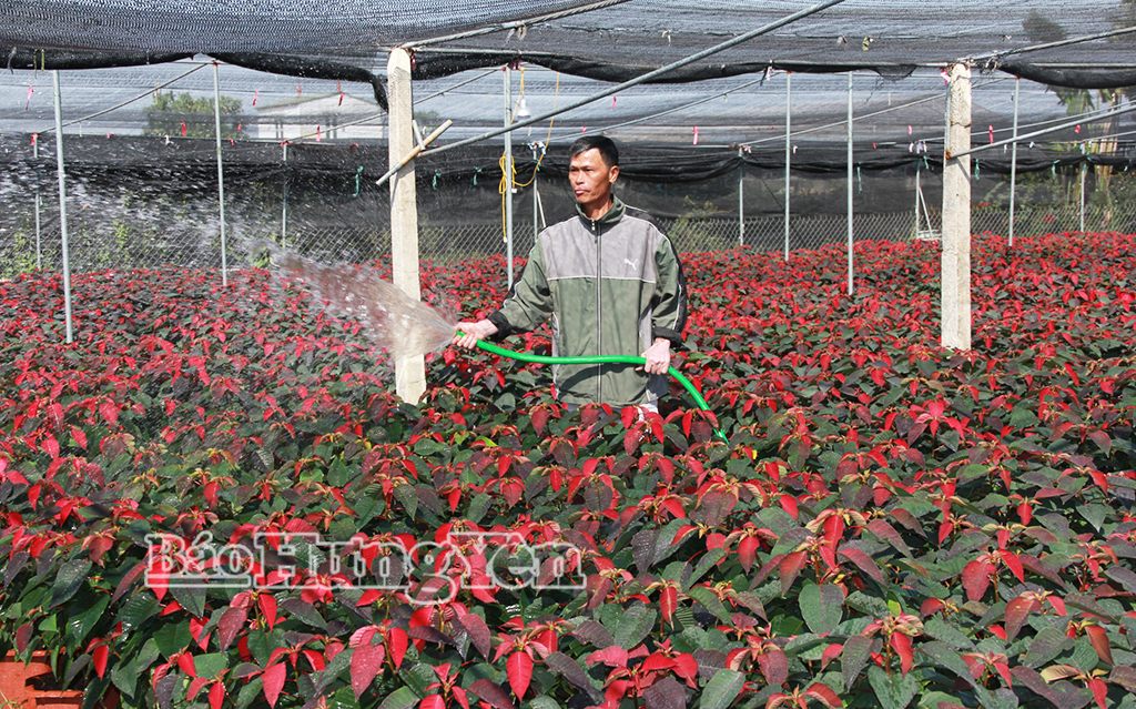 Hoa trạng nguyên ở xã Phụng Công sẵn sàng phục vụ Tết.