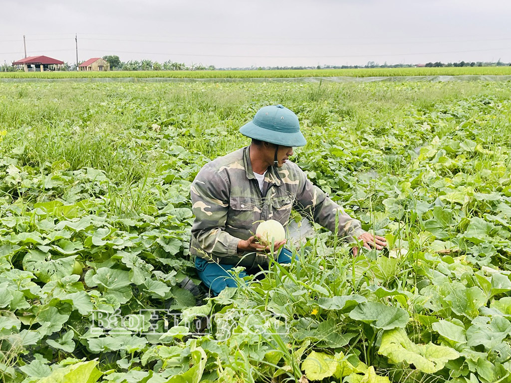 Ông Nguyễn Danh Diễn, thôn Quang Trung, xã Thần Khê gieo trồng gần 1 mẫu dưa lê mang lại hiệu quả kinh tế cao.