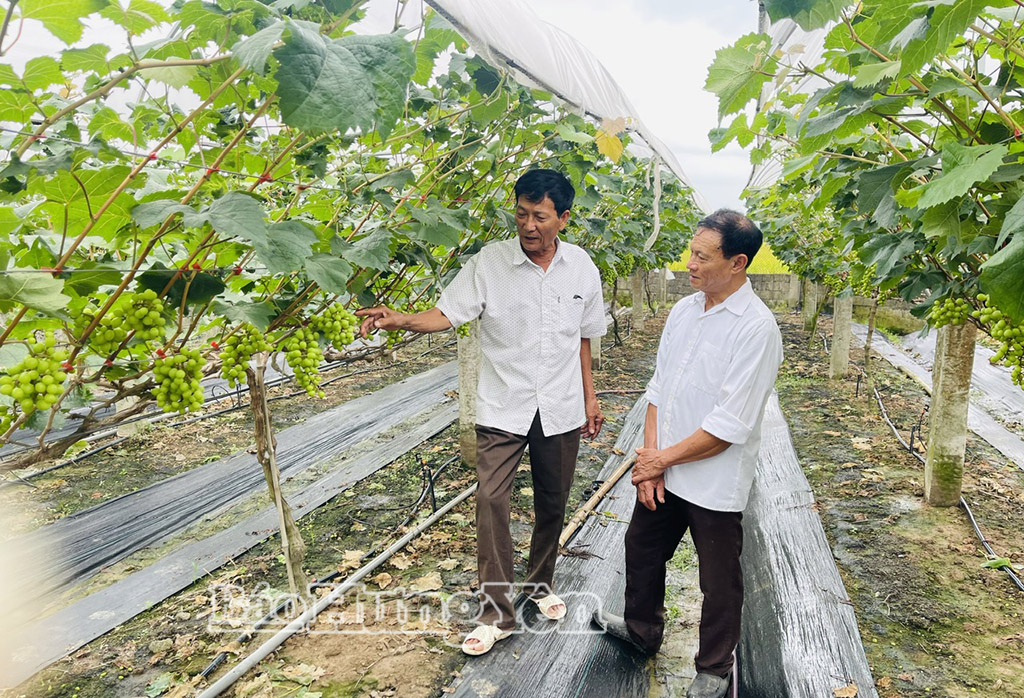 Mô hình trồng nho sữa Hàn Quốc của ông Nguyễn Huy Xuân, xã Thần Khê. 
