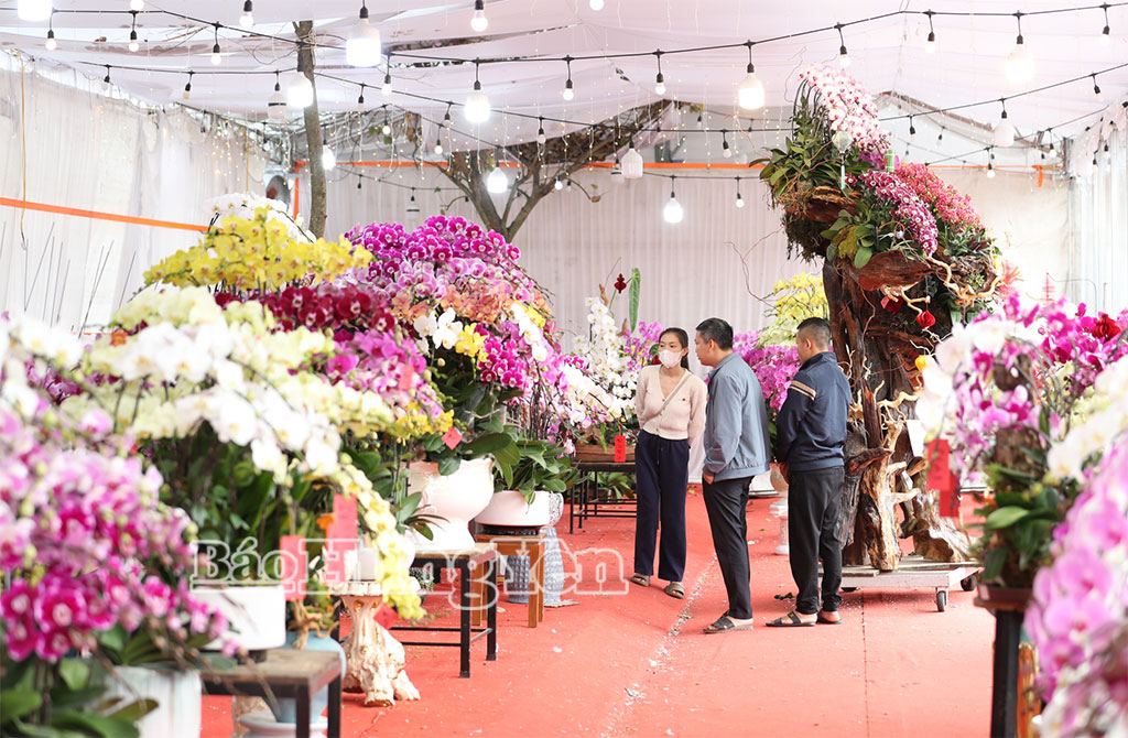 Khách hàng tới chiêm ngưỡng và lựa chọn mua những chậu lan mà mình ưng ý.