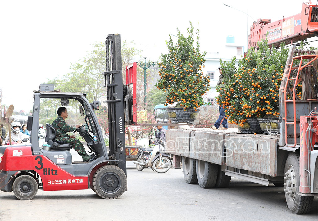 Các phương tiện vận chuyển hỗ trợ những gốc quất, đào, mai lớn giao tận nơi cho khách. 
