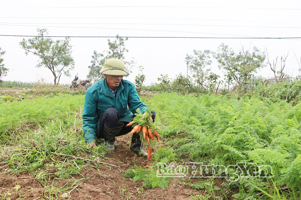 Nông dân xã Bình Nguyên thu hoạch cà rốt