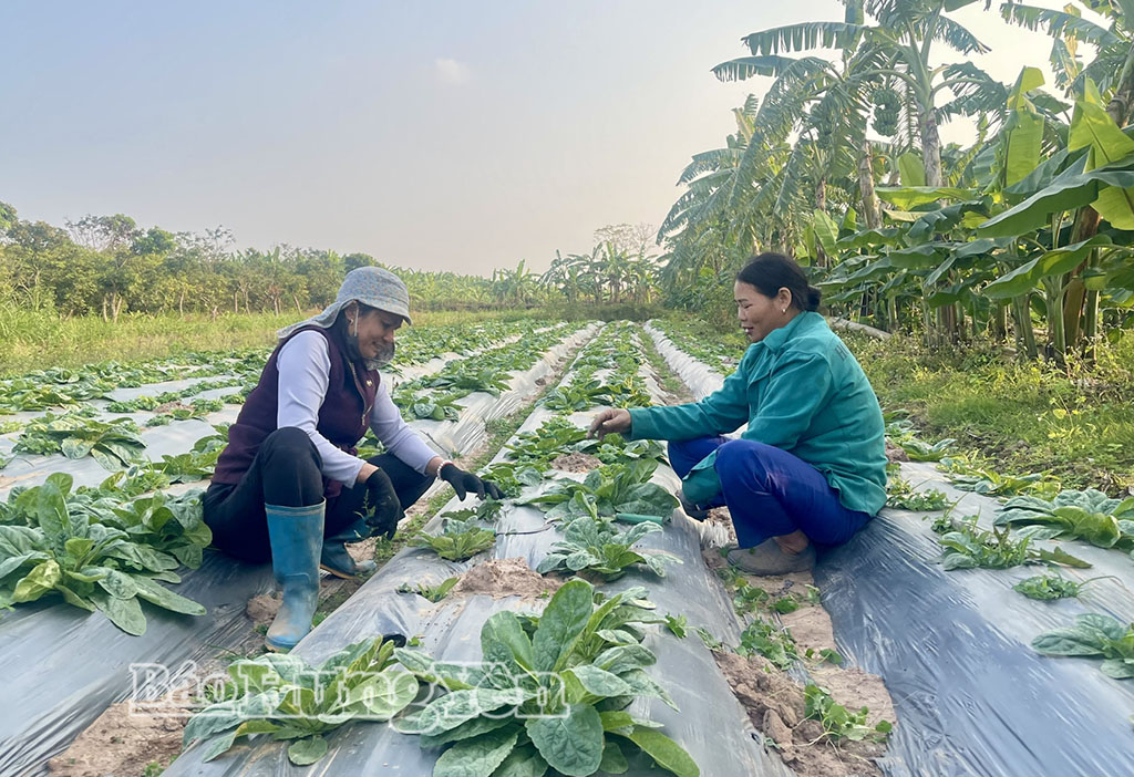Thành viên HTX chăm sóc cây dược liệu địa hoàng.