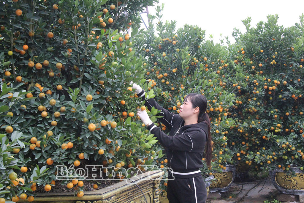 Chị Triệu Thị Mai, thôn Xâm Hồng, xã Mễ Sở kiểm tra quất cảnh trước khi xuất bán.