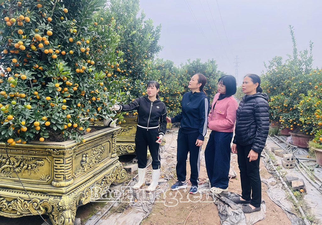 Phụ nữ xã Mễ Sở đến tham quan, học hỏi kinh nghiệm trồng quất tại khu vườn chị Triệu Thị Mai.