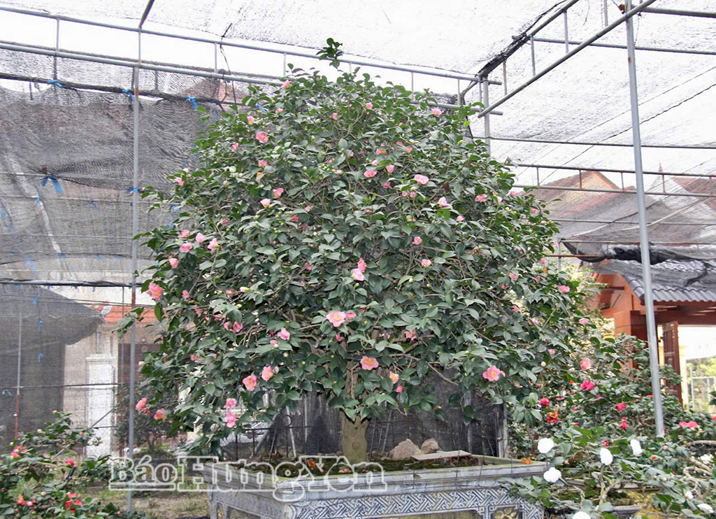 Những cây hoa trà cổ từ 10 năm trở lên có giá bán lên đến hàng trăm triệu đồng.