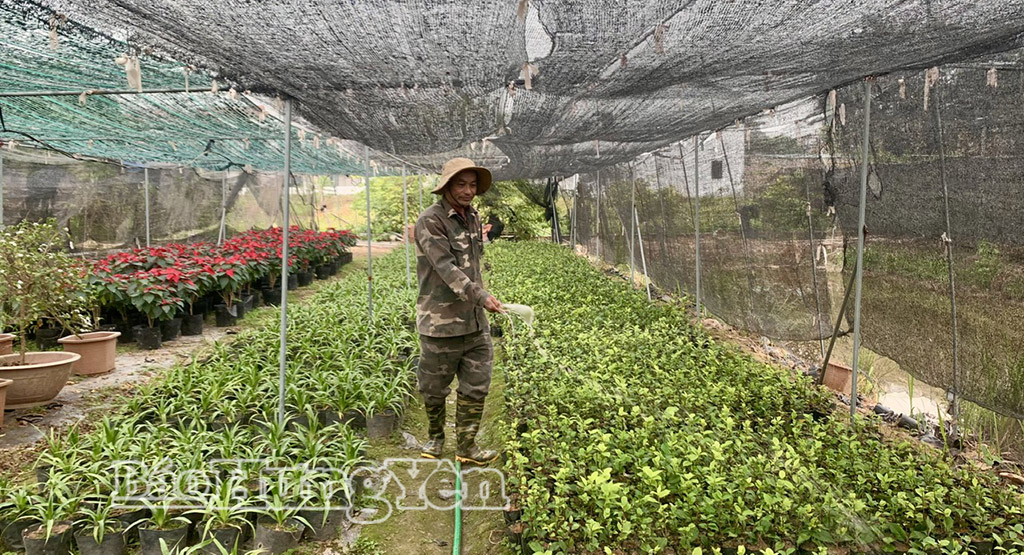 Nông dân xã Hoàn Long chăm sóc cây hoa trà giống.