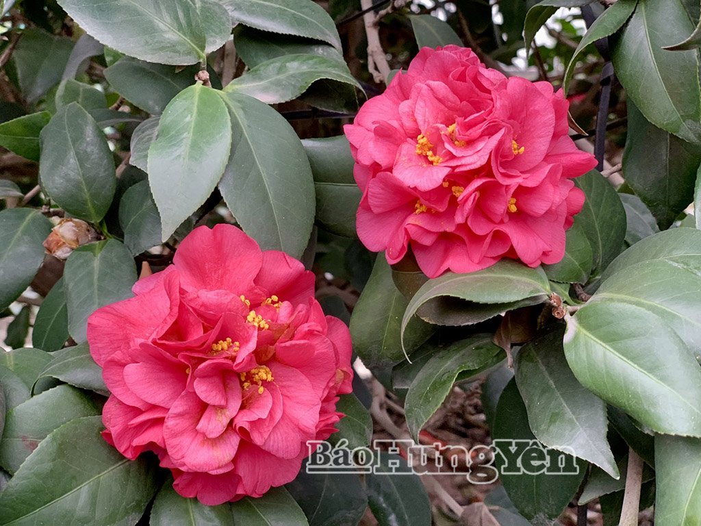 Hoa trà thâm hồng bát diện nở rực rỡ vào dịp tết Nguyên đán.