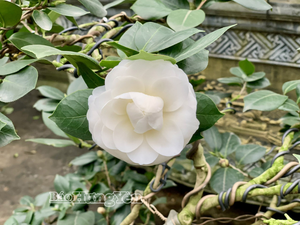 Hoa trà bạch với sắc trắng tinh khiết.