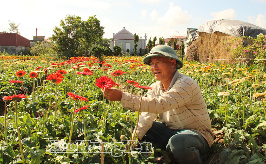 Anh Nguyễn Đức Thảo, thôn Quán Thôn, xã Tiên Hưng chăm sóc vườn hoa đồng tiền.
