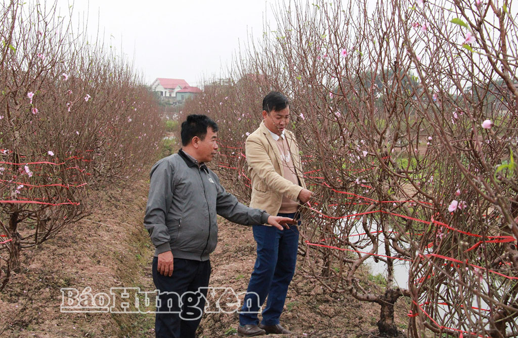 Khách hàng đến vườn đào ở xã Tiên Hưng lựa mua.