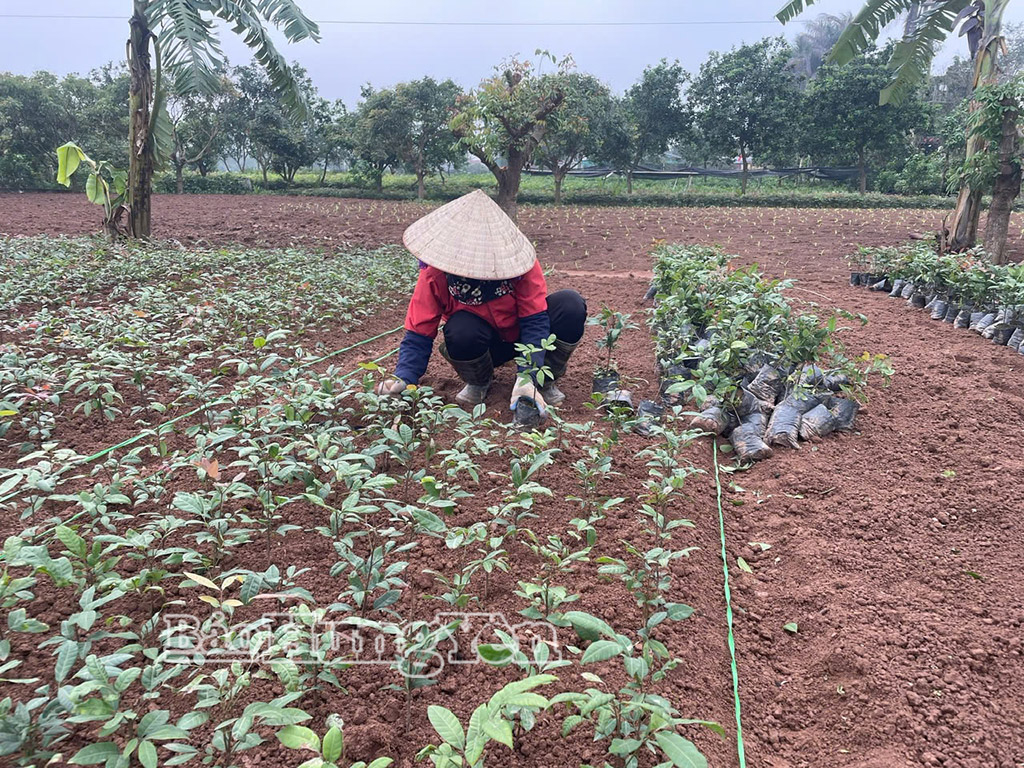 Sản xuất cây giống tại HTX Giống cây trồng Thành Phát, xã Châu Ninh.