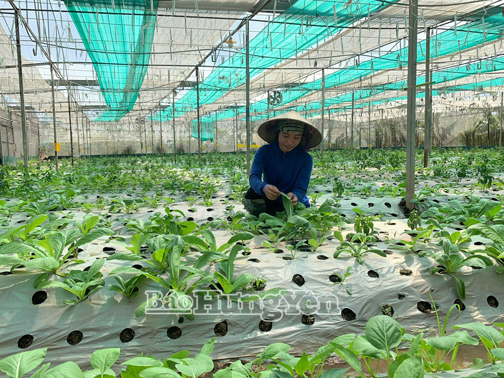 Nông dân xã Khoái Châu thu hoạch rau.