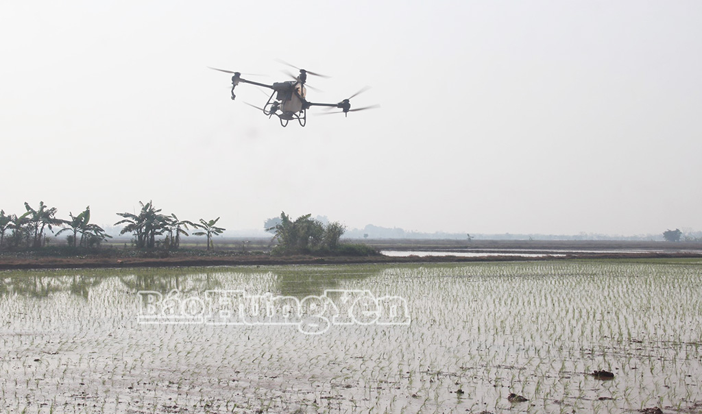 Sử dụng thiết bị bay không người lái bón phân cho lúa xuân tại xã Quỳnh An.