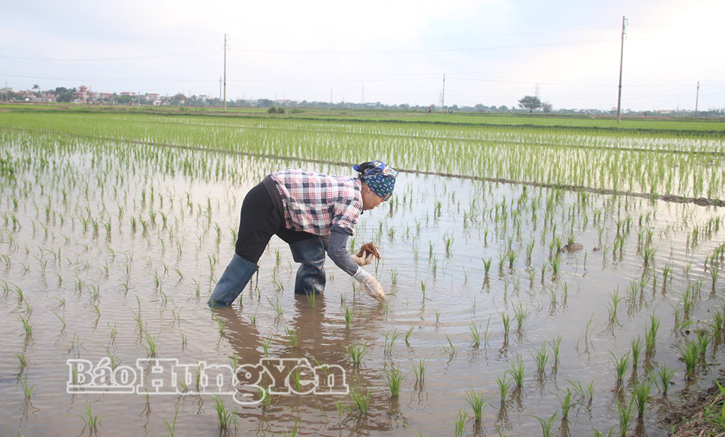 Nông dân xã Đông Hưng dặm tỉa lúa xuân.