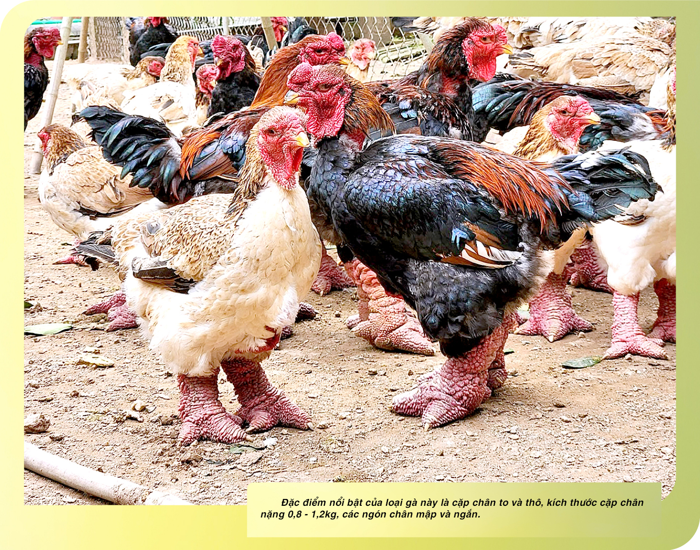 Ảnh co giãn vừa văn bản