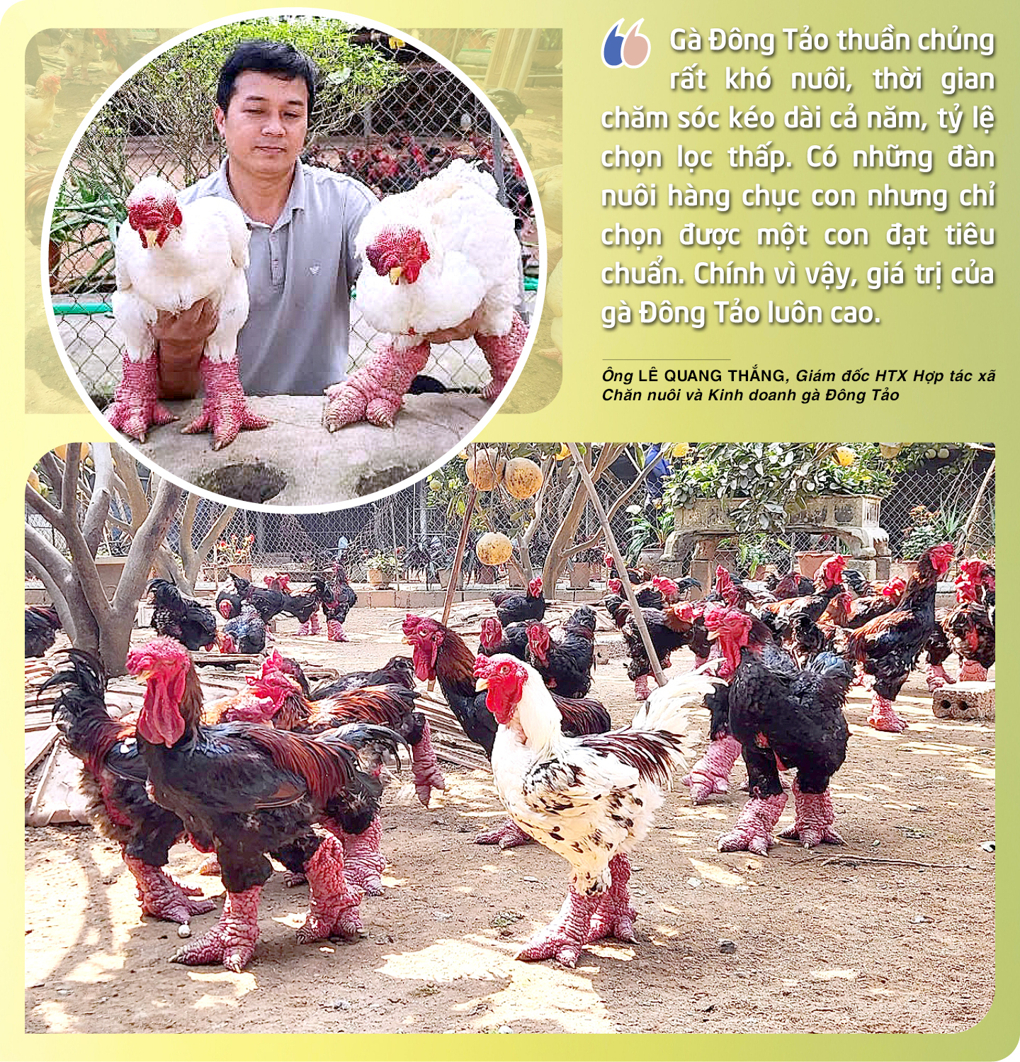 Ảnh co giãn vừa văn bản