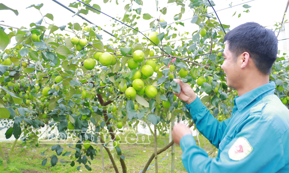 Hiệu quả từ trồng t&aacute;o l&ecirc; Đ&agrave;i Loan 