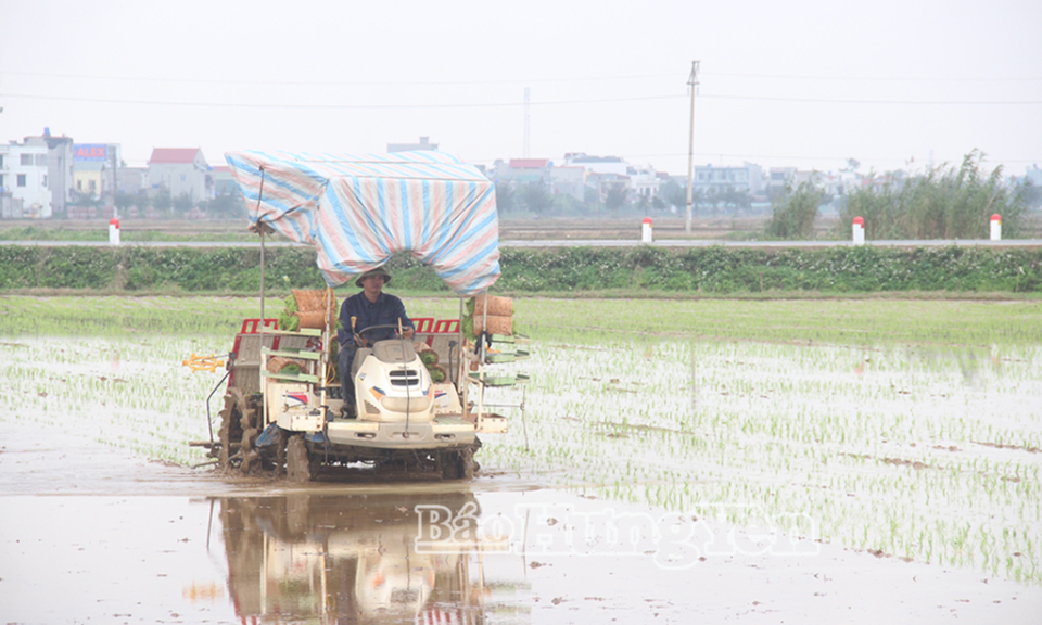 L&uacute;a cấy bằng m&aacute;y - xu thế tất yếu trong sản xuất n&ocirc;ng nghiệp