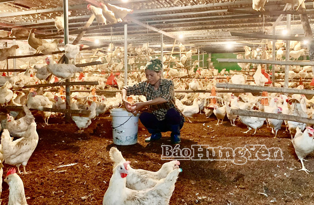 Mô hình nuôi gà đẻ trứng của HTX chăn nuôi Nguyễn Gia ở thôn Dưỡng Phú.