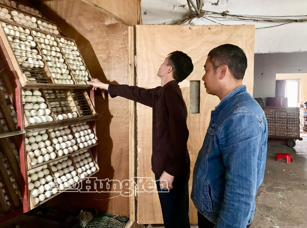 Nghề nuôi vịt đẻ trứng, ấp nở con giống mang lại thu nhập cao cho nông dân xã Lương Bằng.