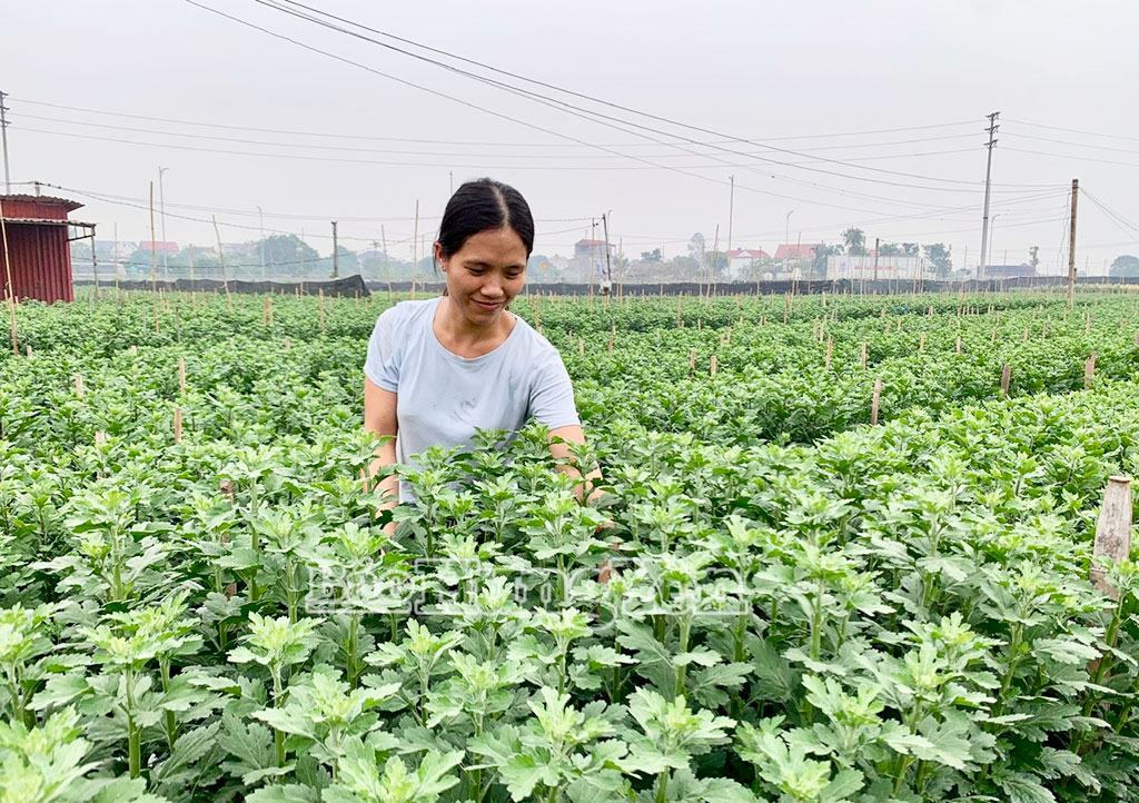 Mô hình trồng hoa cúc của nông dân thôn Tạ Hạ (xã Chính Nghĩa).
