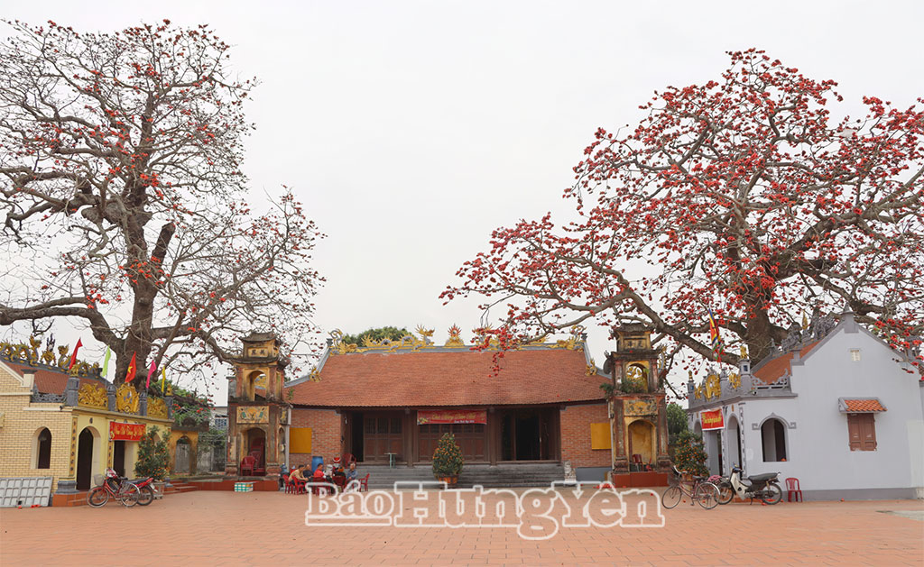 Hai cây gạo cổ bên đình Ngái, người dân trong làng thường gọi cây bên trái là 
