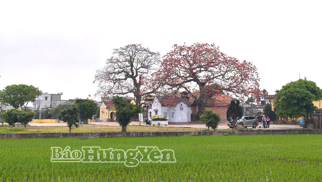Đình Ngái và hai cây hoa gạo bên cánh đồng lúa tạo nên bức tranh làng quê thanh bình, thơ mộng.