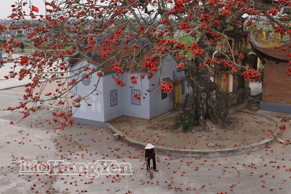  Những bông hoa gạo đỏ rơi xuống sân đình, tạo nên “cơn mưa hoa” rực rỡ. 