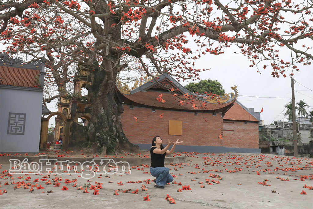 Hoa gạo nở rộ kéo dài khoảng 3 tuần - đây là thời điểm thích hợp để du khách đến tham quan, chụp ảnh và cảm nhận không gian thanh bình tại đình Ngái.