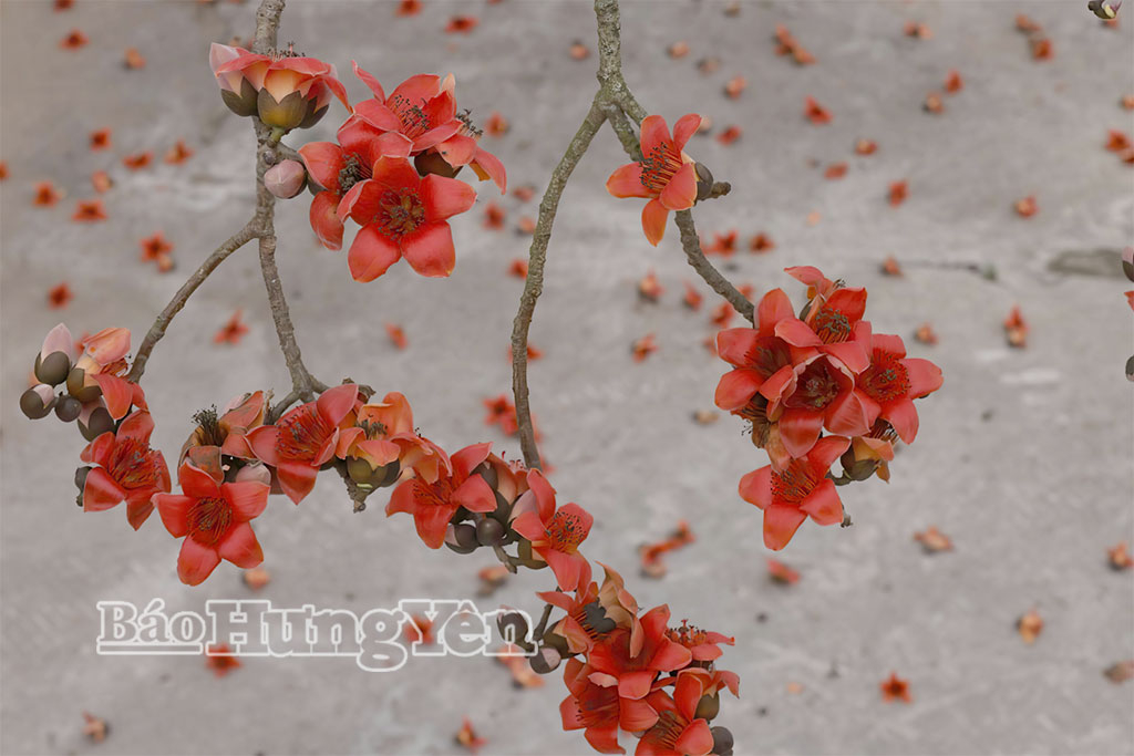 Hoa gạo đình Ngái như những đốm lửa đỏ giữa trời xuân.
