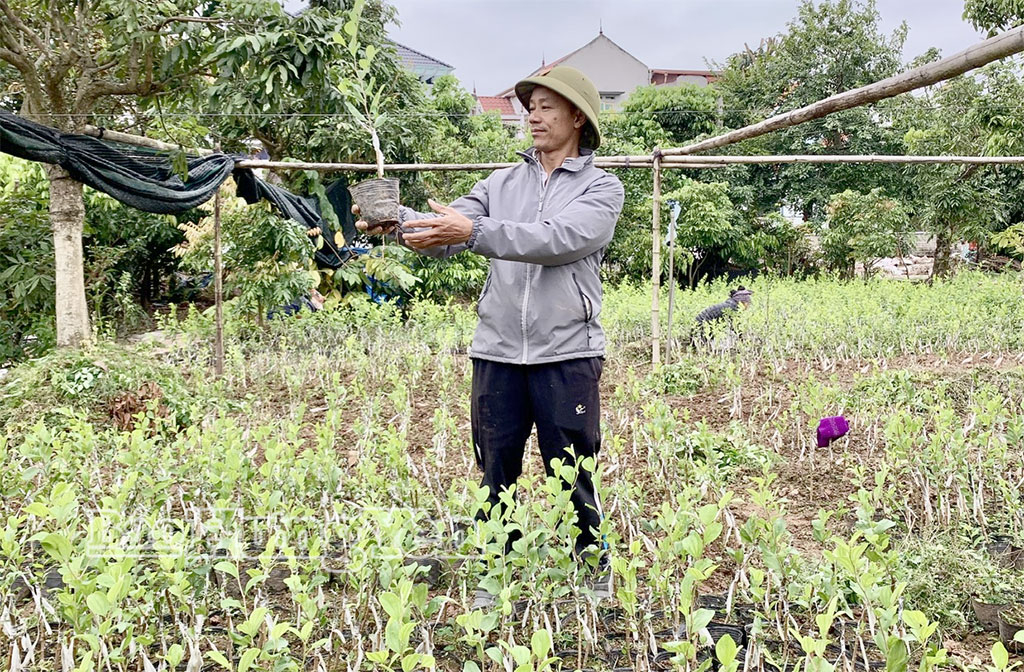 Vườn ươm táo giống của gia đình anh Phạm Đức Long, xã Khoái Châu.