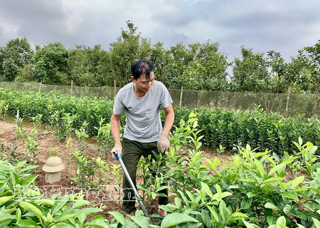 Nông dân xã Mễ Sở đánh bầu cây giống xuất bán.