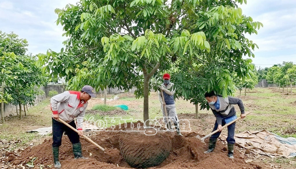 Tháng Giêng là thời điểm các thành viên HTX Nông nghiệp xanh Phố Hiến tất bật đánh lùm, vận chuyển những gốc nhãn đại thụ để kịp bàn giao cho khách hàng.