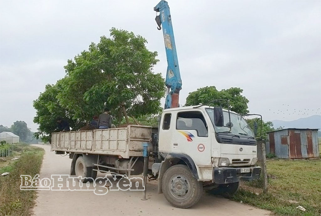 Vận chuyển cây nhãn giống từ HTX Nông nghiệp xanh Phố Hiến cung ứng cho thị trường trong và ngoài tỉnh trong những ngày đầu xuân 2026